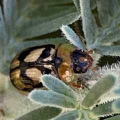 Peltoschema hamadryas (Hamadryas leaf beetle) at Mount Ainslie - 17 May 2024 by Hejor1