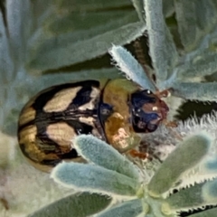 Peltoschema hamadryas (Hamadryas leaf beetle) at Ainslie, ACT - 17 May 2024 by Hejor1