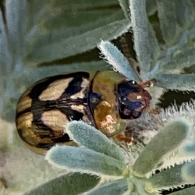 Peltoschema hamadryas (Hamadryas leaf beetle) at Mount Ainslie - 17 May 2024 by Hejor1