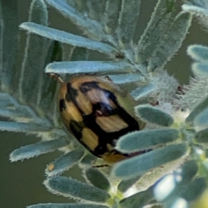 Peltoschema hamadryas at Mount Ainslie - 17 May 2024