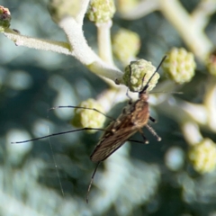 Aedes sp. (genus) at Mount Ainslie - 17 May 2024 by Hejor1