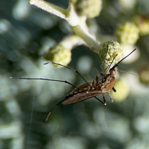 Aedes sp. (genus) at Mount Ainslie - 17 May 2024