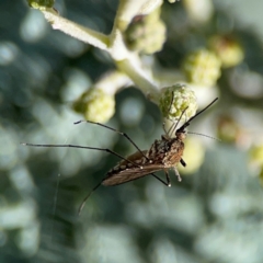 Aedes sp. (genus) at Mount Ainslie - 17 May 2024