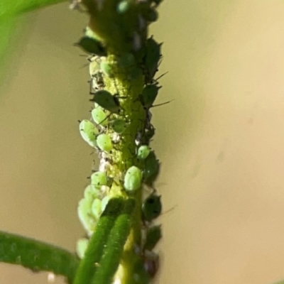 Uroleucon sp. (genus) (an aphid that usually feeds on daisies) at Mount Ainslie - 17 May 2024 by Hejor1