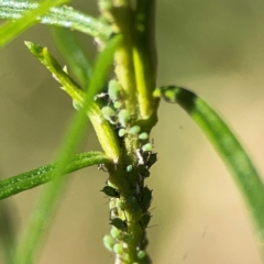 Uroleucon sp. (genus) at Mount Ainslie - 17 May 2024