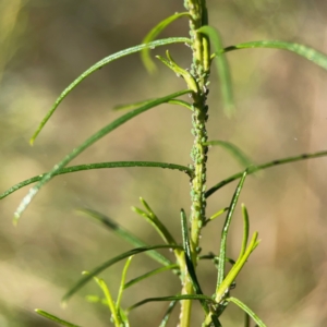 Uroleucon sp. (genus) at Mount Ainslie - 17 May 2024