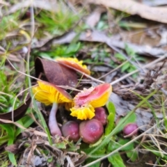 Unidentified Cap on a stem; gills below cap [mushrooms or mushroom-like] at QPRC LGA - 19 May 2024 by Csteele4