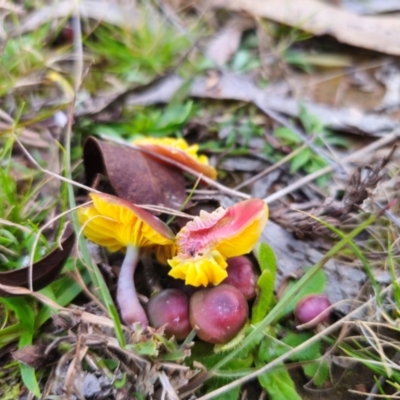 Hygrocybe sp. at Captains Flat, NSW - 19 May 2024 by Csteele4