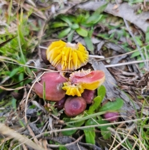 Humidicutis arcohastata at QPRC LGA - 19 May 2024