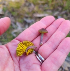 Humidicutis arcohastata at QPRC LGA - 19 May 2024