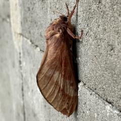 Oxycanus (genus) (Unidentified Oxycanus moths) at Braddon, ACT - 17 May 2024 by Hejor1