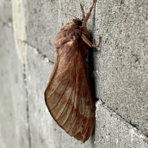 Oxycanus (genus) (Unidentified Oxycanus moths) at City Renewal Authority Area by Hejor1