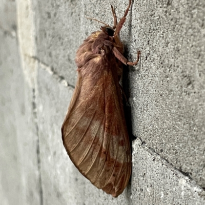 Oxycanus (genus) (Unidentified Oxycanus moths) at City Renewal Authority Area - 17 May 2024 by Hejor1