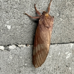 Oxycanus (genus) at City Renewal Authority Area - 17 May 2024 05:32 PM