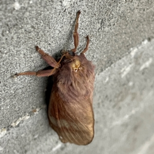 Oxycanus (genus) at City Renewal Authority Area - 17 May 2024 05:32 PM