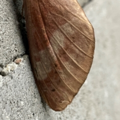 Oxycanus (genus) at City Renewal Authority Area - 17 May 2024 05:32 PM