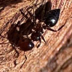 Crematogaster sp. (genus) (Acrobat ant, Cocktail ant) at Casey, ACT - 18 May 2024 by Hejor1