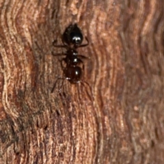 Crematogaster sp. (genus) at Casey, ACT - 18 May 2024