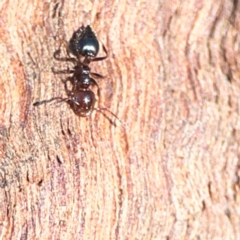 Crematogaster sp. (genus) at Casey, ACT - 18 May 2024