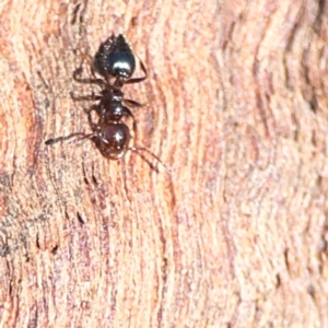 Crematogaster sp. (genus) at Casey, ACT - 18 May 2024