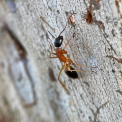 Camponotus consobrinus (Banded sugar ant) at Casey, ACT - 18 May 2024 by Hejor1