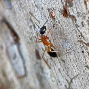 Camponotus consobrinus at Casey, ACT - 18 May 2024