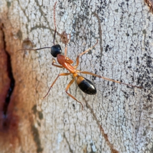 Camponotus consobrinus at Casey, ACT - 18 May 2024