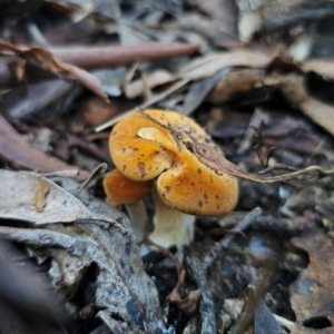 Austropaxillus infundibuliformis group at QPRC LGA - 19 May 2024 03:14 PM