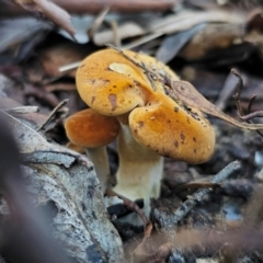 Austropaxillus infundibuliformis group at QPRC LGA - 19 May 2024 03:14 PM