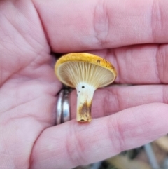 Austropaxillus infundibuliformis group at QPRC LGA - 19 May 2024 03:14 PM