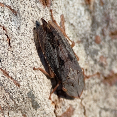 Stenocotis depressa (Leafhopper) at Casey, ACT - 18 May 2024 by Hejor1