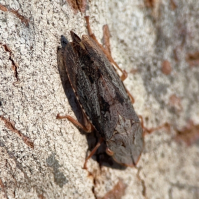 Stenocotini sp. (tribe) (A leafhopper) at Casey, ACT - 18 May 2024 by Hejor1