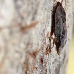 Stenocotini sp. (tribe) at Casey, ACT - 18 May 2024