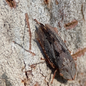 Stenocotini sp. (tribe) at Casey, ACT - 18 May 2024