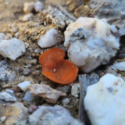 Aleuria sp. (An Orange peel fungus) at Captains Flat, NSW - 19 May 2024 by Csteele4
