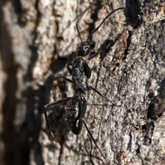 Camponotus sp. (genus) (A sugar ant) at Casey, ACT - 18 May 2024 by Hejor1