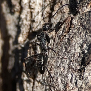 Camponotus sp. (genus) at Casey, ACT - 18 May 2024