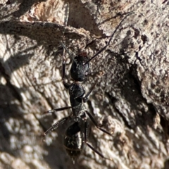 Camponotus sp. (genus) at Casey, ACT - 18 May 2024