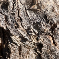 Camponotus sp. (genus) at Casey, ACT - 18 May 2024
