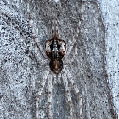 Tamopsis sp. (genus) (Two-tailed spider) at Casey, ACT - 18 May 2024 by Hejor1