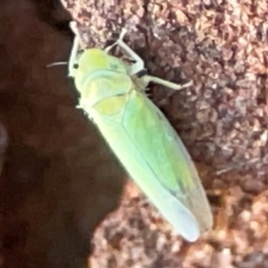 Cicadellidae (family) at Casey, ACT - 18 May 2024