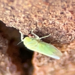 Cicadellidae (family) at Casey, ACT - 18 May 2024