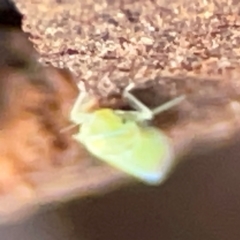 Cicadellidae (family) at Casey, ACT - 18 May 2024