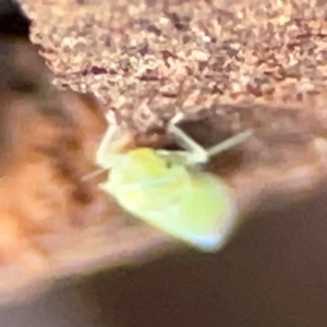 Cicadellidae (family) at Casey, ACT - 18 May 2024