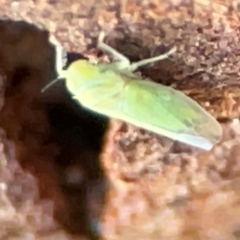 Cicadellidae (family) at Casey, ACT - 18 May 2024