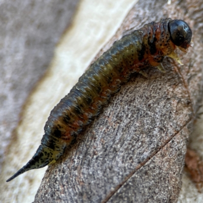 Pergidae sp. (family) (Unidentified Sawfly) at Casey, ACT - 18 May 2024 by Hejor1