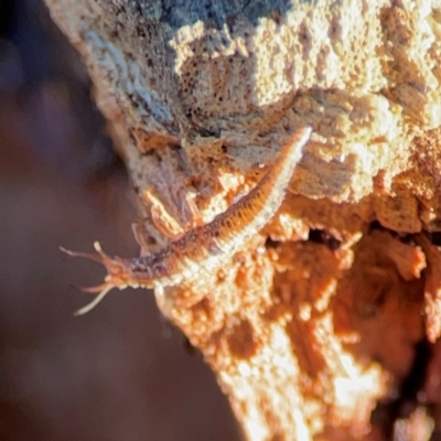 Neuroptera (order) (Unidentified lacewing) at Casey, ACT - 18 May 2024 by Hejor1