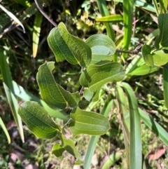 Smilax australis (Barbed-Wire Vine) at Tallaganda State Forest - 19 May 2024 by courtneyb