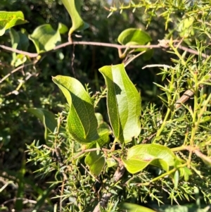 Smilax australis at Tallaganda State Forest - 19 May 2024