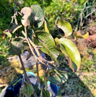 Smilax australis (Barbed-Wire Vine) at Tallaganda State Forest - 19 May 2024 by courtneyb